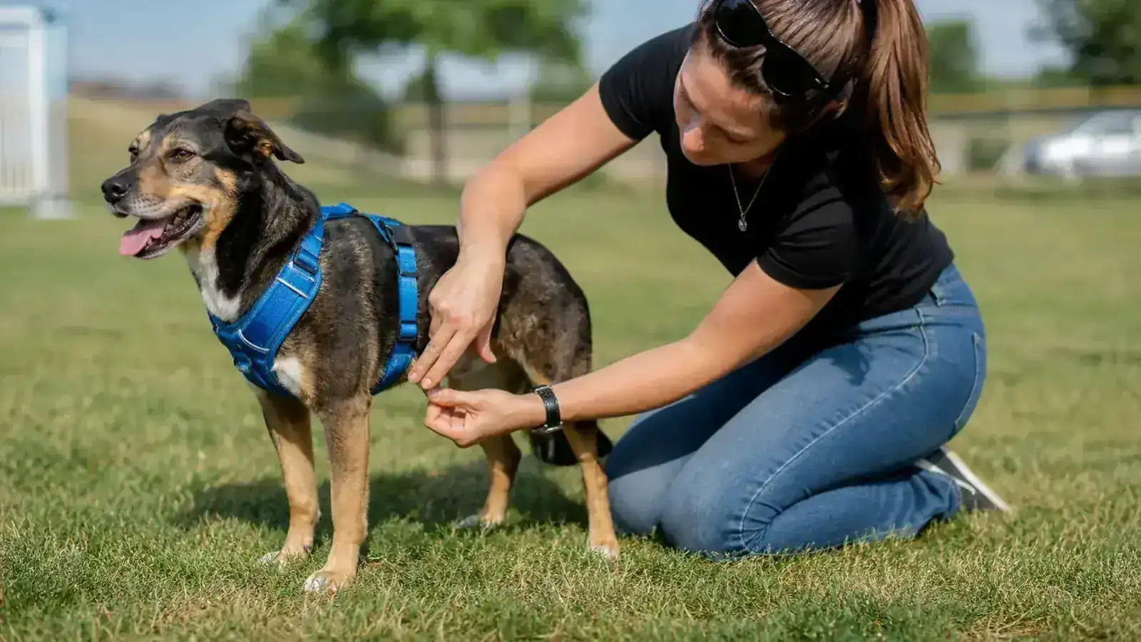 A stocky mixed-breed dog being fitted with a harness by a woman kneeling beside it on grass, checking strap snugness with two fingers